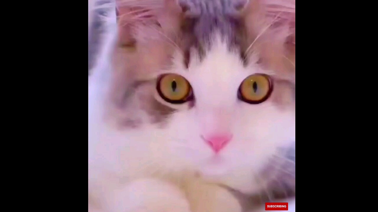 So beautiful cat 👌👌 trending video