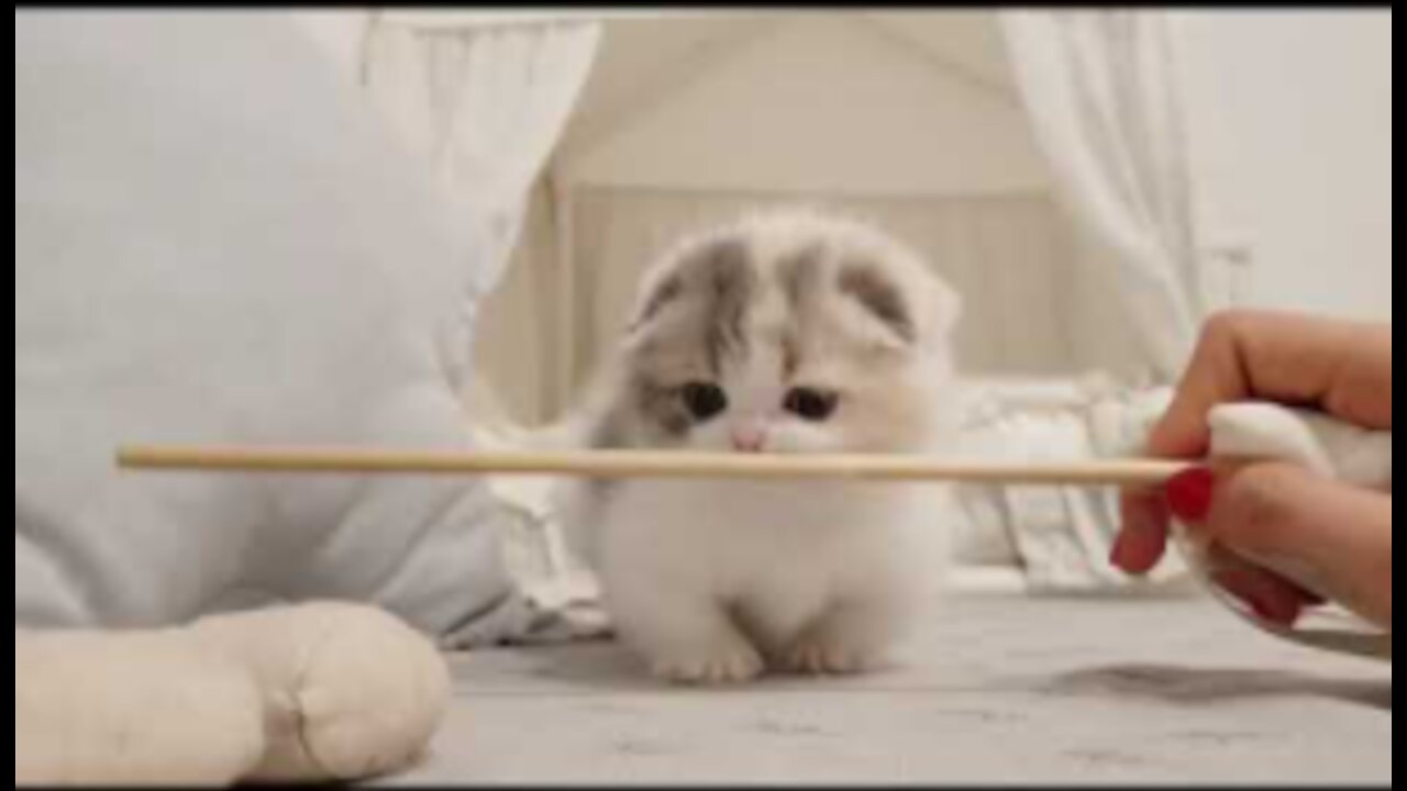 cute kitten videos short leg cat