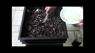what I have never fed my worms before