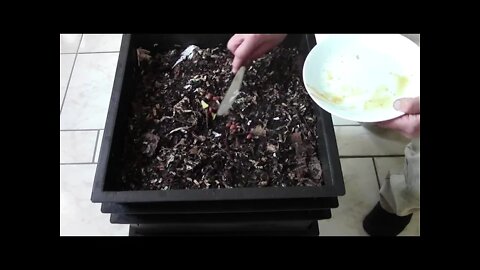 what I have never fed my worms before