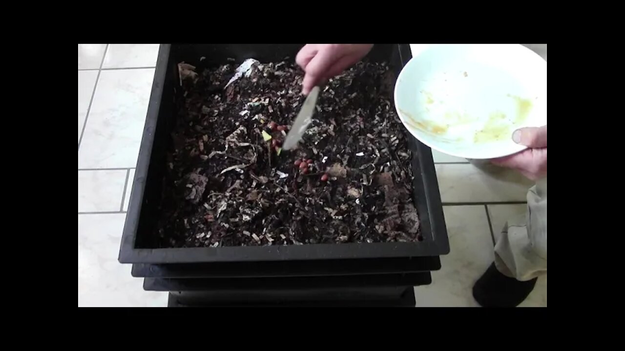 what I have never fed my worms before