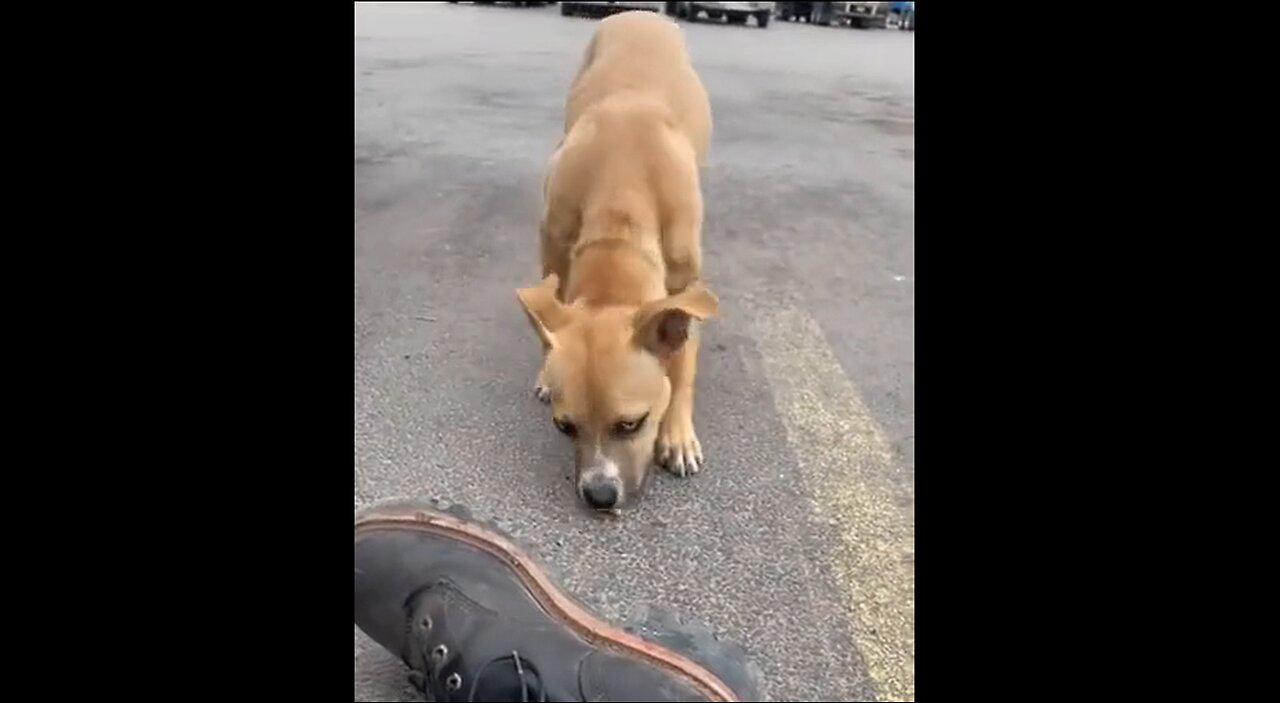 Earning Trust From A Dog That Was Abandoned At A Truck Stop