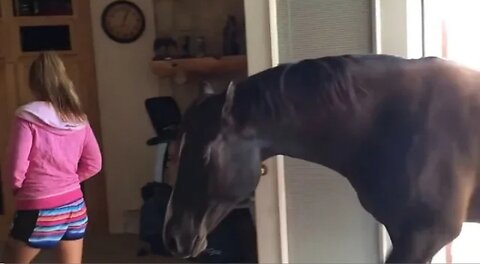 Horse Walks Inside House To Chill With Owner