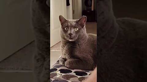 Funny Cats and Dogs - Animal Videos #shorts 202