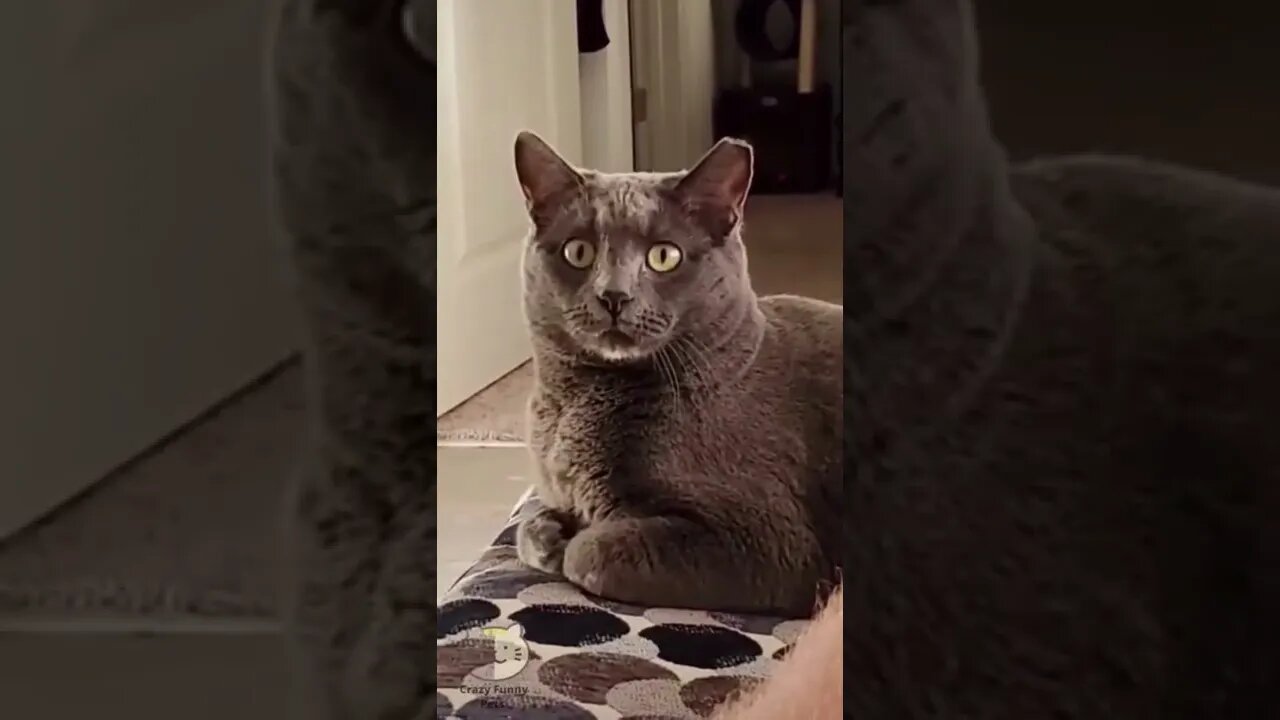 Funny Cats and Dogs - Animal Videos #shorts 202