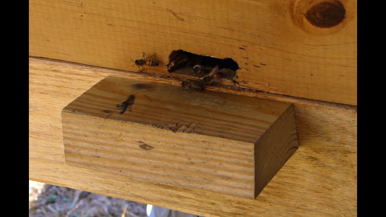 Italian Honey Bees loving the first warm day in a while. T-Bar Hive