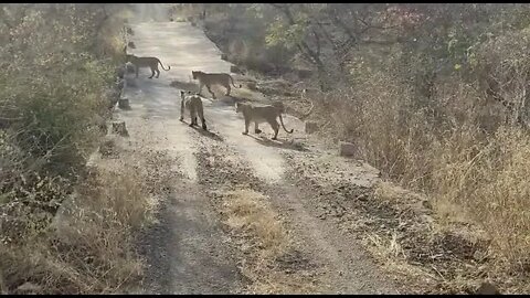 Live Lions On Road Sasan Gir