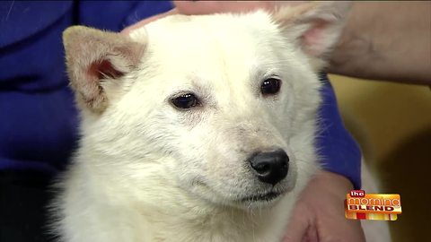 Looking Back at the Year in Animal Rescues