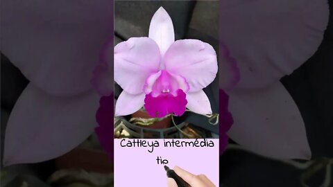 Cattleya intermedia tipo from Valter Pisoni