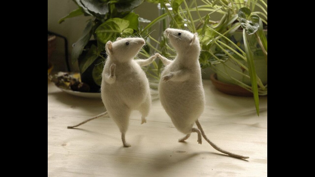 rats dacing funny videos