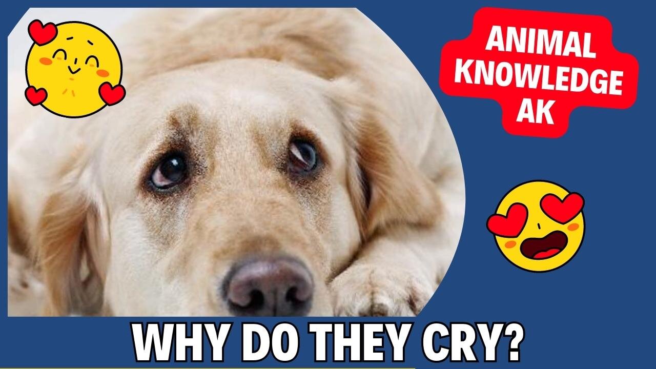 WHY MY DOG IS CRYING, GET TO KNOW SOME POSSIBLE CAUSES