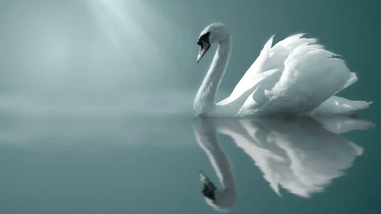 Lively Wallpaper - Swan