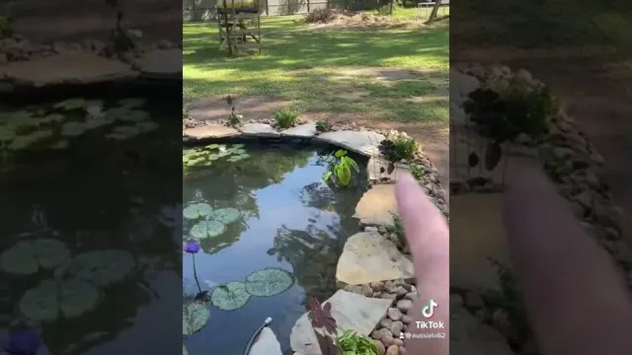 Special place to relax during a busy work day…my DIY Koi Pond.