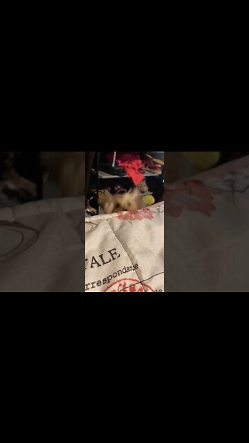 LET ME UP 🤣 🐶 #yorkies