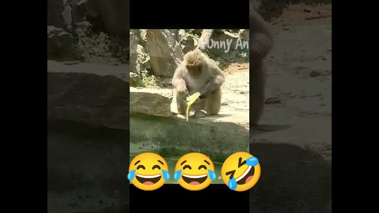 Cute and funny animals video compilation 😂😂