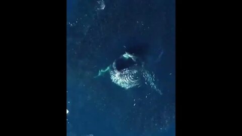 Humpback Whale