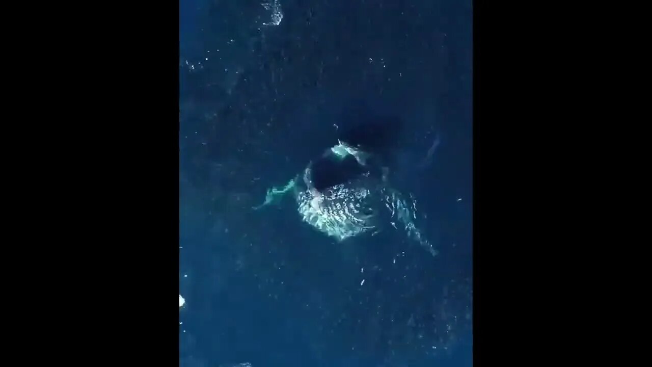 Humpback Whale