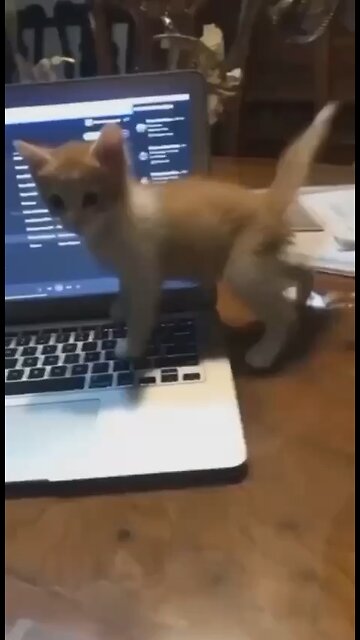 Failed cat high five ✋🏼