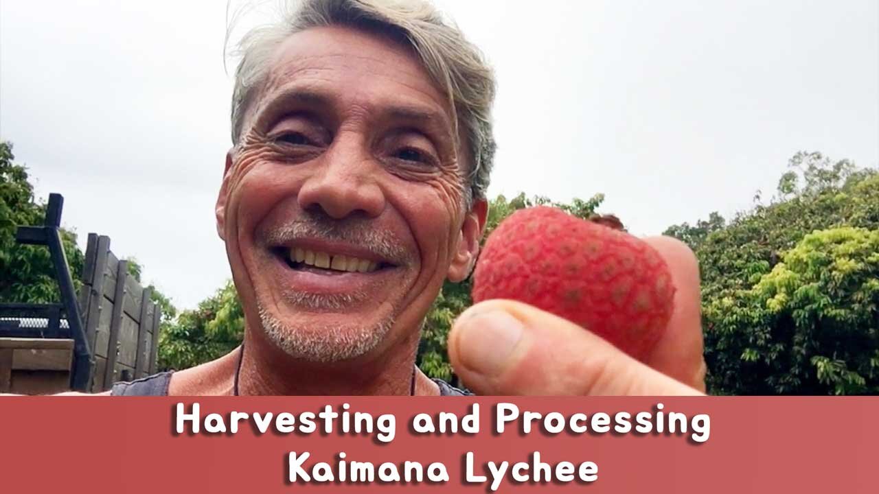 Harvesting and Processing Kiamana Lychee | Dr. Robert Cassar