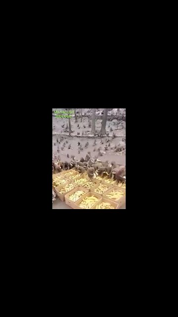 SHORT: BANANAS E MACACOS