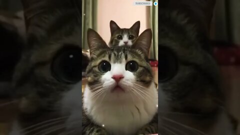 cute cat videos 😹 funny videos 😂 115 😻