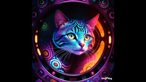 Cute Cat Picture ☯️