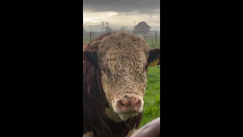 cute cow