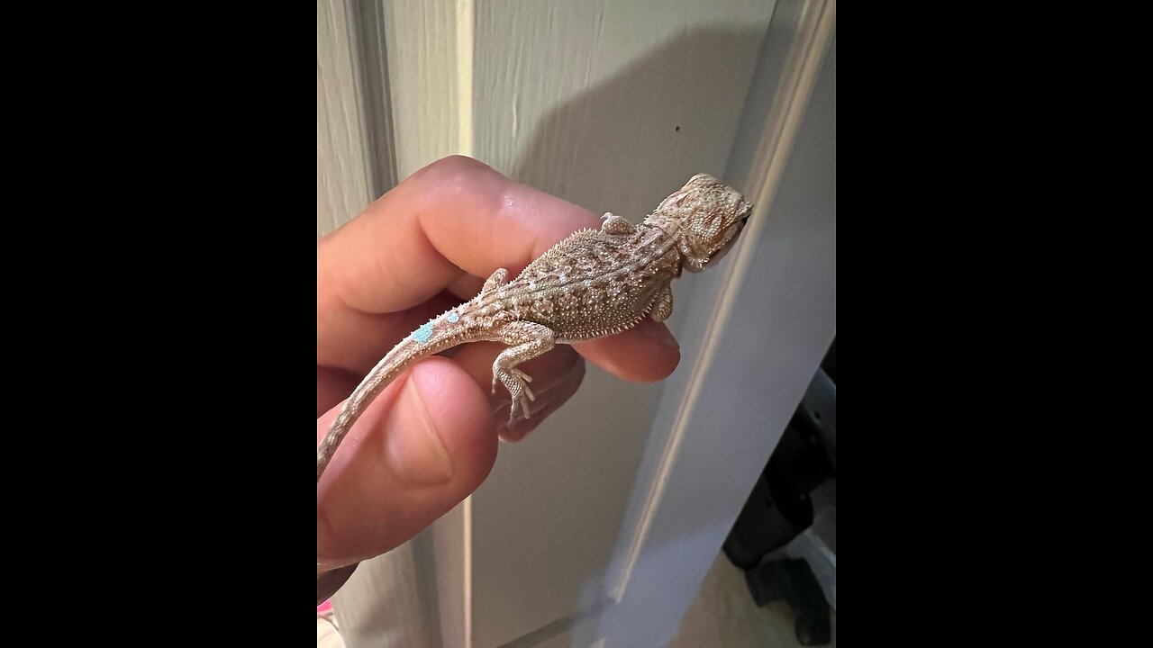 Bearded dragons Hypo Dunner Het Zero Hypo Trans hypos and Hypo Red Morph