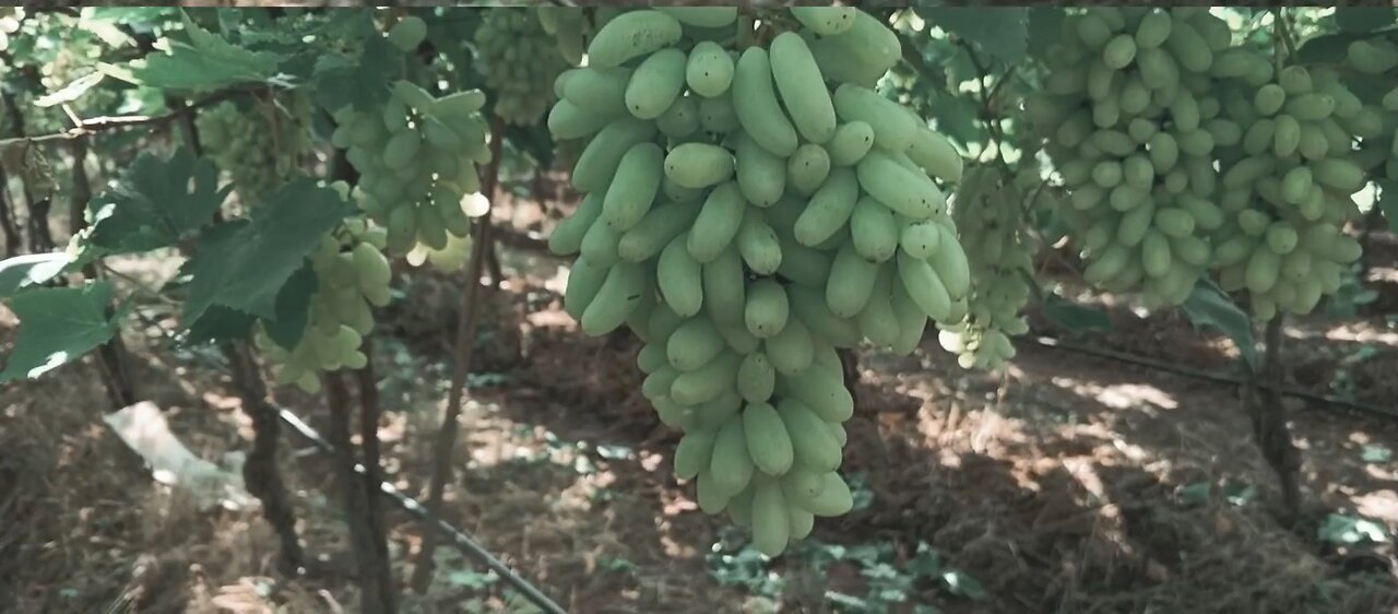 natural beautiful grapes video