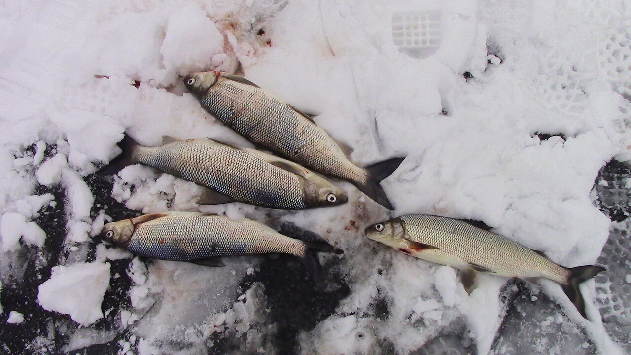 Ice Fishing whitefish on Green Bay 3-5-16