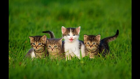 Cute Cat Funny video