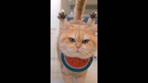 Funny cat