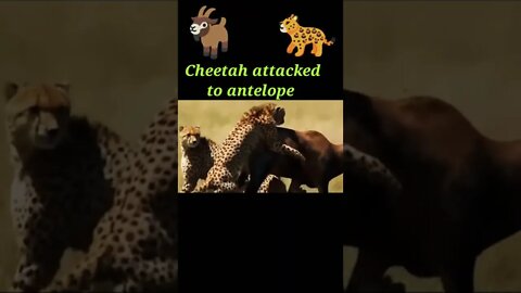 Cheetah (tiger)attacked to antelope ®#shorts #youtubeshorts