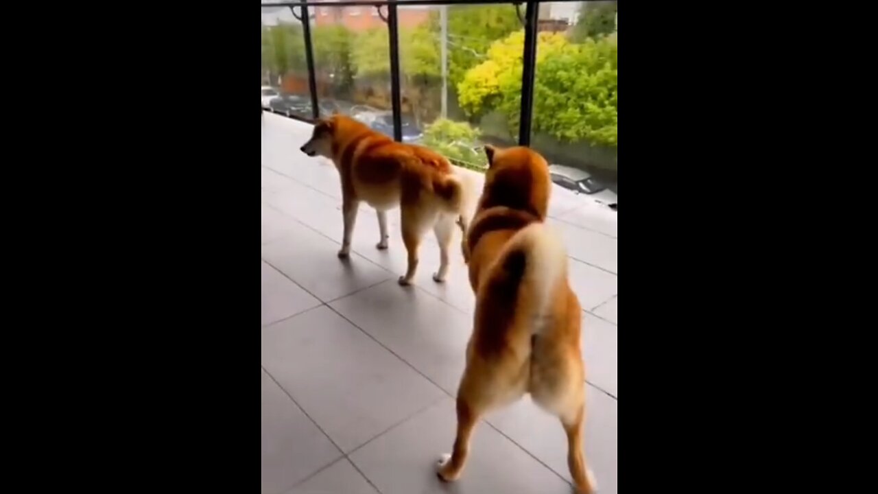 Funny_Animal_Videos_2023__Best_Dogs_And_Cats_Videos