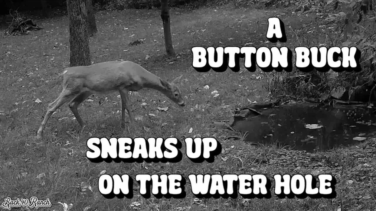 A Button Buck sneaks up to the water hole!