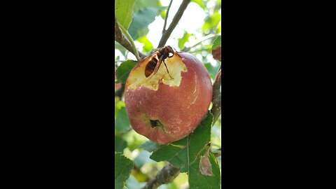 Live red bee feeding