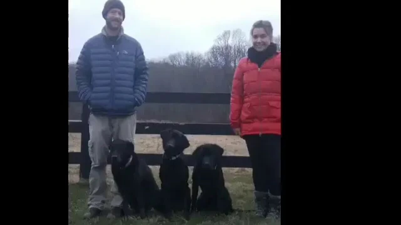 Labrador Retriever Group Training