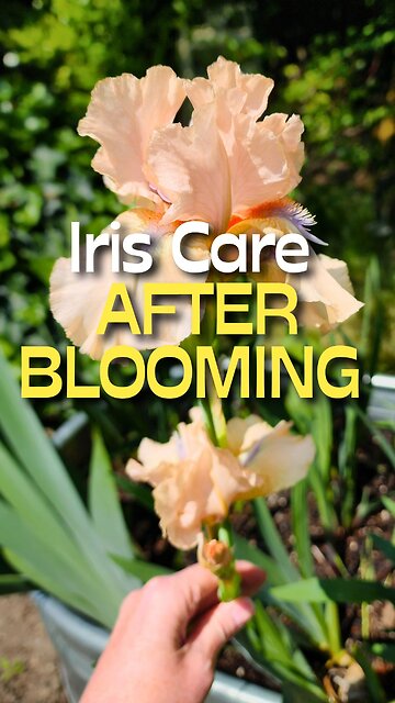 Where to Deadhead Your Bearded Iris