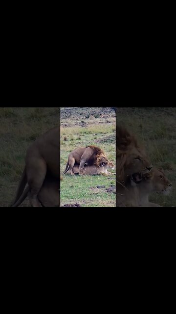Making Lion Cubs! #Wildlife | #ShortsAfrica