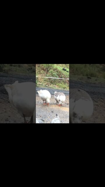 Free range geese enjoying fermented feed