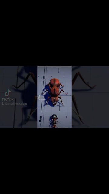 Ant size chart #antslifeuk #ants