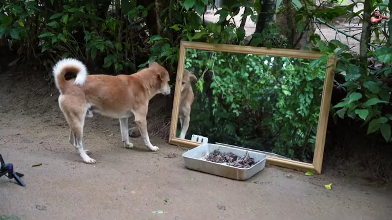 terrifying animal vs mirror prank
