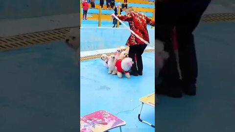 sincronia perfeita 😍😍 #shorts