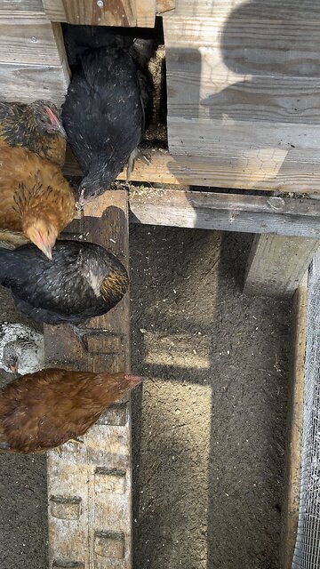 Chicks Are Half Grown