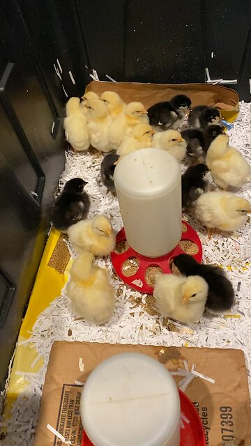 100% hatch rate!😁