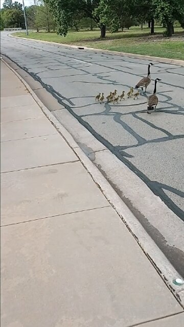 🦢𝓖𝓸𝓸𝓼𝓮 𝓕𝓪𝓶𝓲𝓵𝔂 𝓝𝓪𝓻𝓻𝓸𝔀𝓵𝔂 𝓢𝓪𝓿𝓮𝓭 𝓯𝓻𝓸𝓶 𝓣𝓻𝓪𝓰𝓮𝓭𝔂 🦢🐥🐥🐥🐥🐥🐥🐥🐥🐥🐥