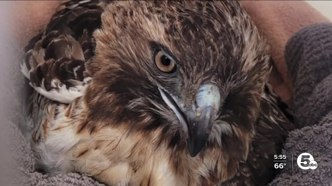 Hawks rescued by deputies on the mend at Medina Raptor Center