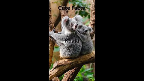 #cutefacts #koala