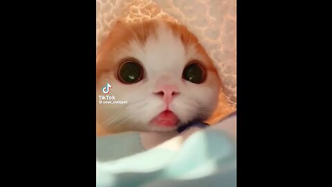 Cute Cat Reel