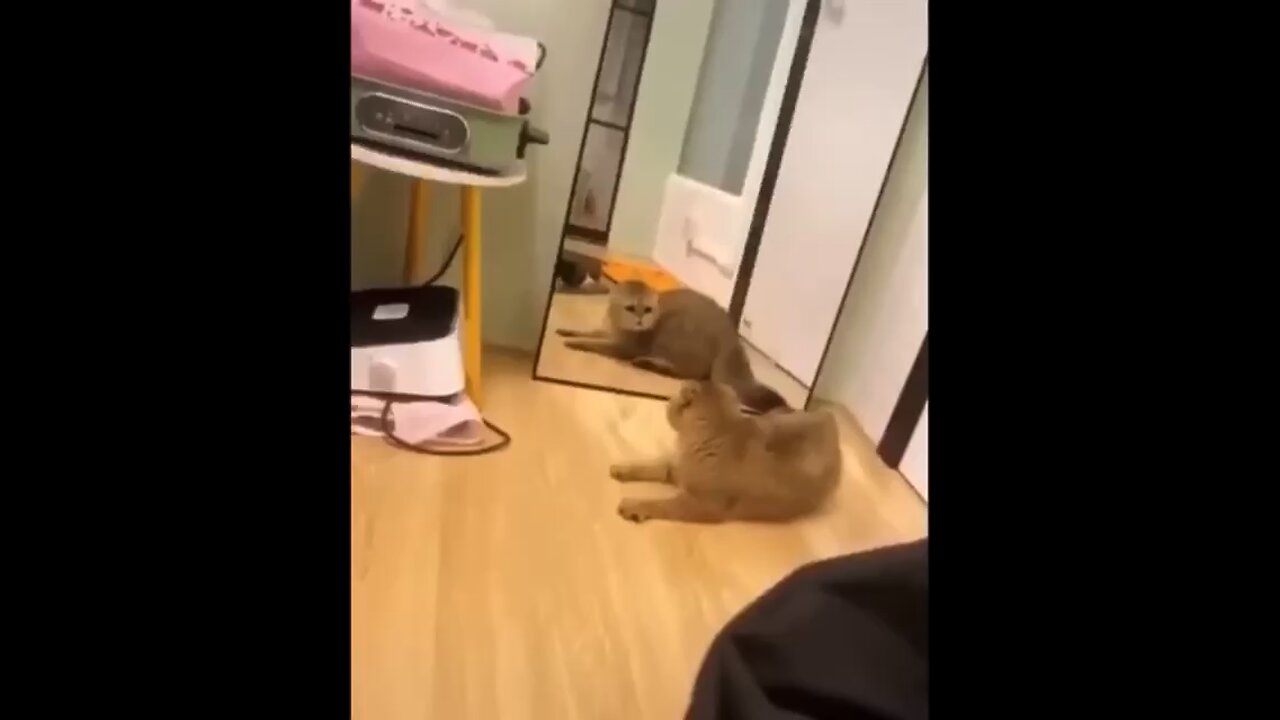 Cats funny reaction to a mirror